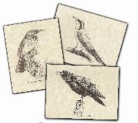 Notecards - Birds of the Southwest