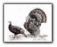 Wild Turkeys <br>Original Pen and Ink Illustration