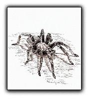 Desert Tarantula <br>Original Pen and Ink Illustration<br>8 x 10